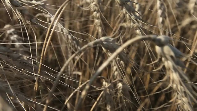 麦田视频下载