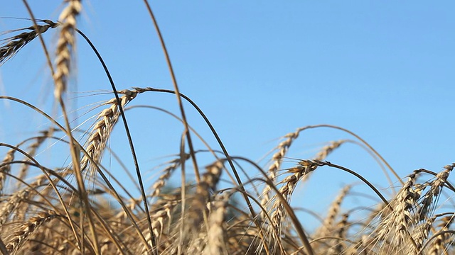 麦田视频素材