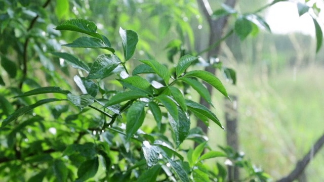 雨……视频素材