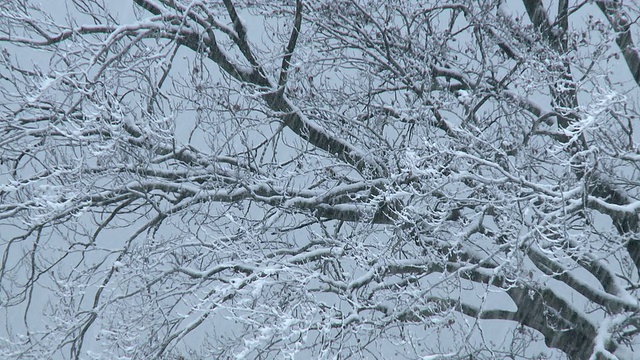 树枝在暴风雪中视频素材