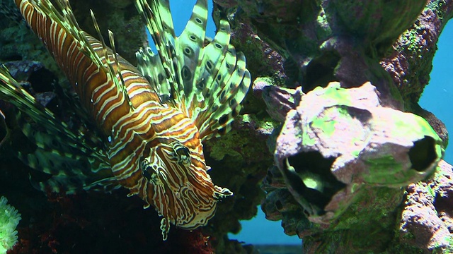 狮子鱼在水族馆里游泳视频素材