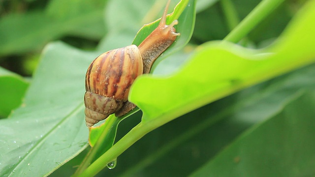 蜗牛在叶视频素材