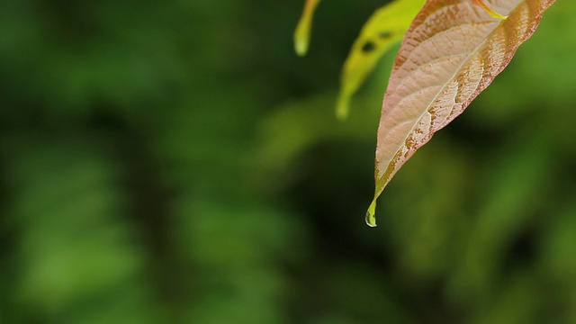 水滴视频下载