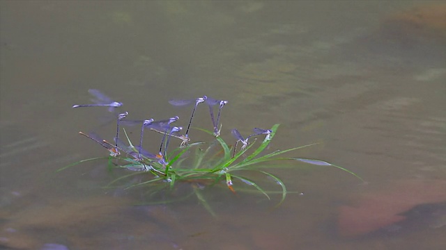 蜻蜓党高清视频素材