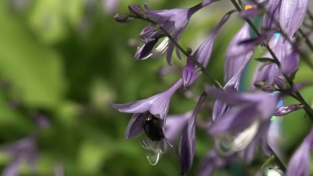 慢镜头蜜蜂视频素材