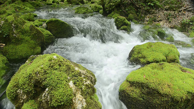 长满青苔的河视频素材