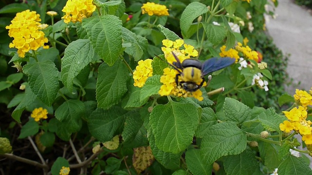 蜜蜂和花视频素材