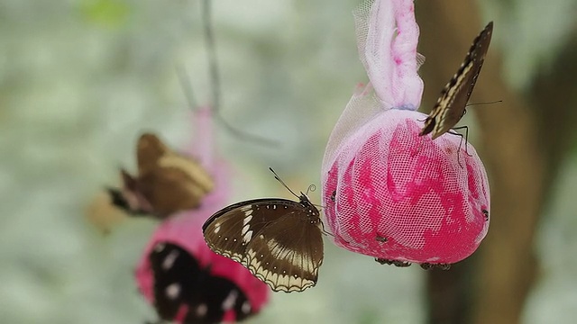 蝴蝶视频素材