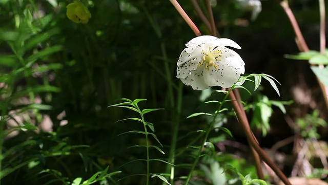 飞视频下载