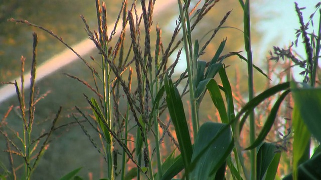 玉米田灌溉视频下载