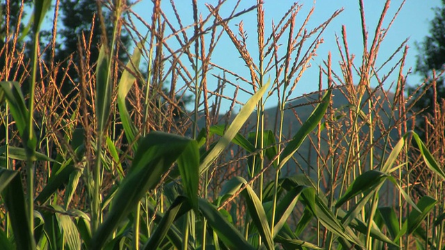 玉米田视频素材