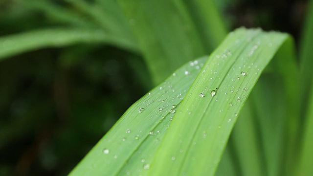 水滴视频素材