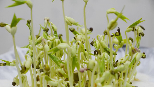 植物发芽过程，视频延时。视频素材