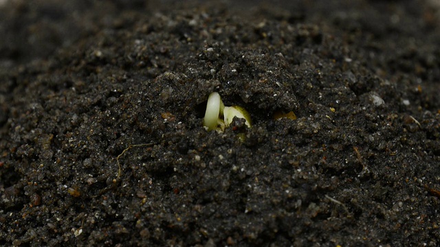 植物发芽过程，视频延时。视频下载