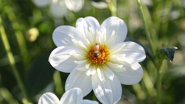 蜜蜂从一朵花上采集花蜜视频下载