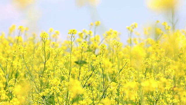 油菜视频素材