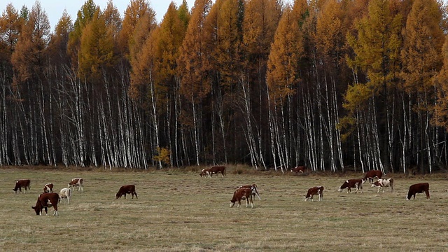 cows(牛)视频素材