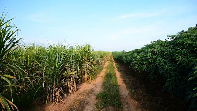 木薯和甘蔗田视频素材