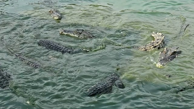 鳄鱼吃视频素材