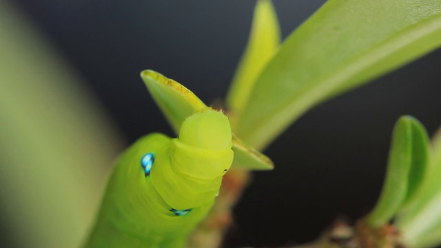 绿色的毛毛虫视频素材