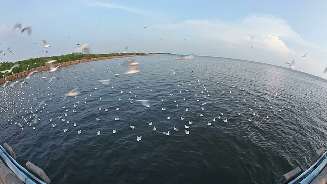 群海鸥视频素材