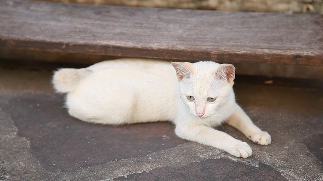 白色的猫。视频素材