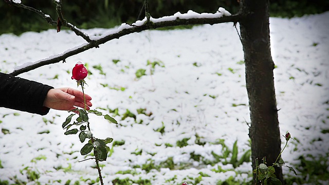 HD:雪中的玫瑰视频素材