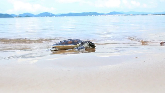 小乌龟迈出第一步，让自己走向大海视频素材