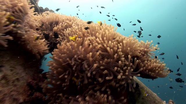 没有海葵视频素材