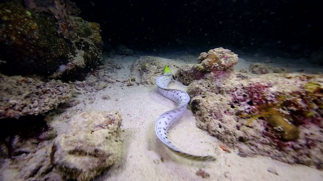 白色条海鳗视频素材