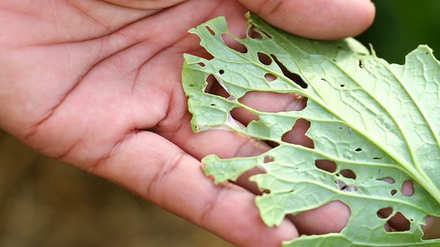 鉴定植物害虫危害。视频下载