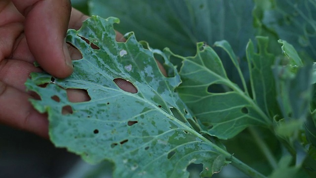 鉴定植物害虫危害。视频下载