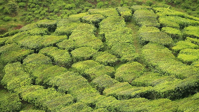 茶谷视频素材