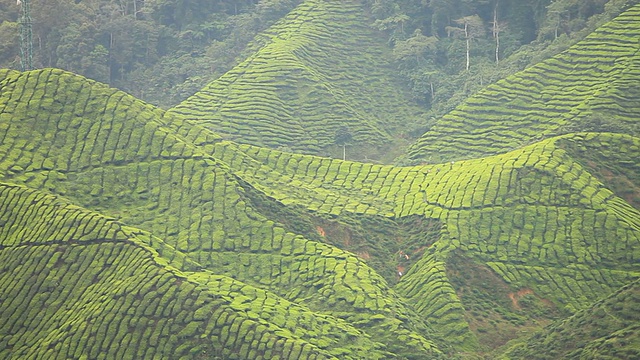 茶谷视频素材