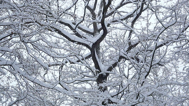 树顶有雪视频素材