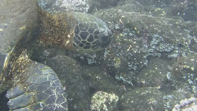 夏威夷游海龟视频素材