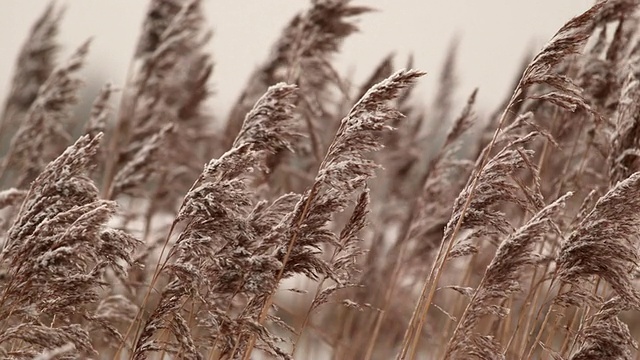 雪瑞德视频素材