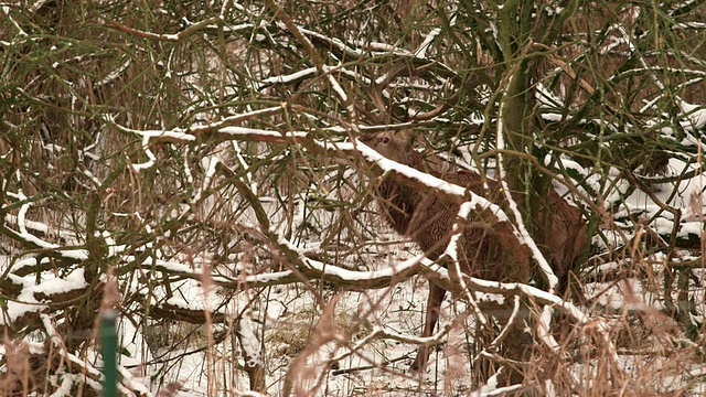 鹿在白雪覆盖的森林里视频素材