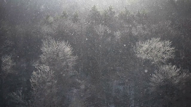 福勒斯特的降雪量视频下载