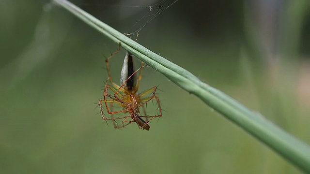 蜘蛛吃虫子视频素材