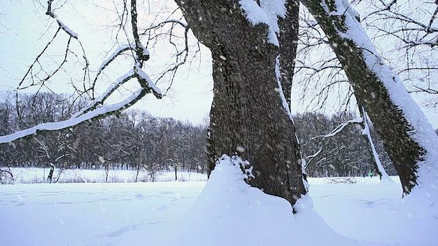 冰雪覆盖的树木;高清多莉视频素材