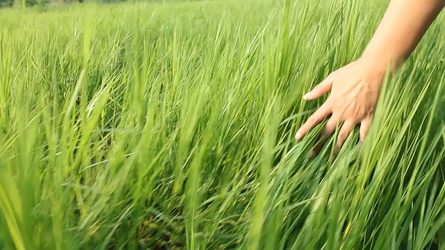 手触麦田特写视频下载