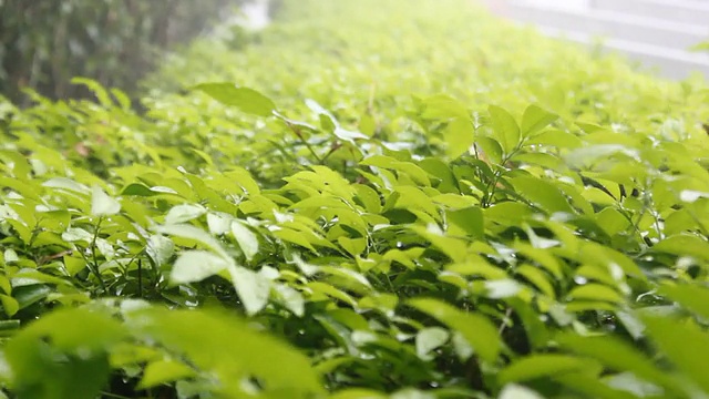 雨视频下载