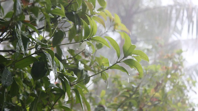 下雨视频下载