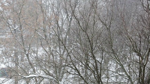 高清:雪花飘落的冬季场景(视频)视频素材