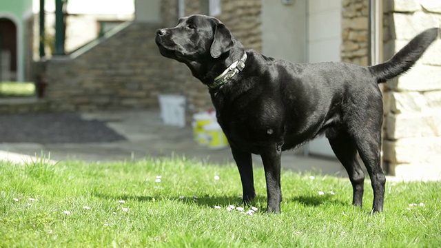 黑色拉布拉多猎犬吠叫(看门狗)视频素材