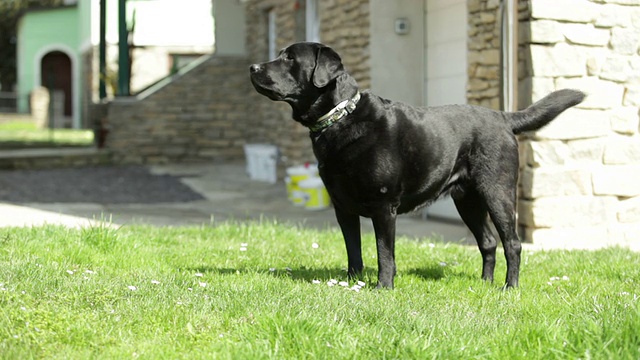 强壮的黑色拉布拉多猎犬警卫犬吠叫-中等射击视频素材