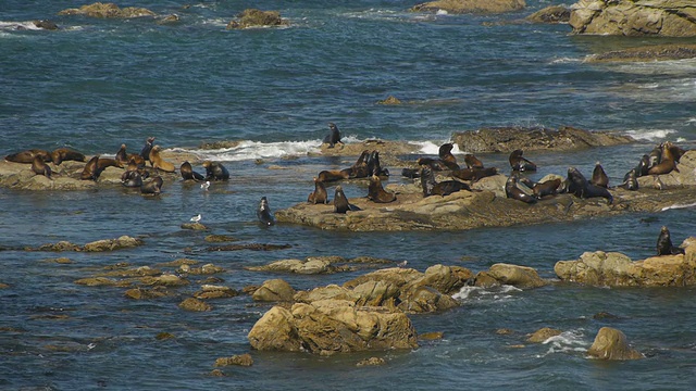 HD海狮沿俄勒冈海岸视频素材