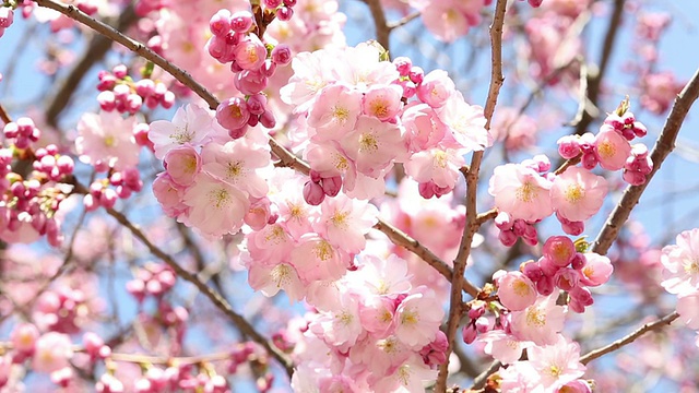 樱花视频素材