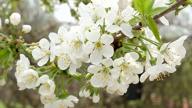 樱花视频素材